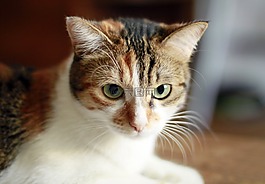 貓,貓科動物,動物