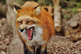 ?？怂?wildpark 地點(diǎn),動(dòng)物