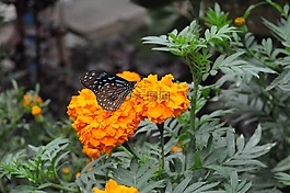 蝴蝶,花,黃色