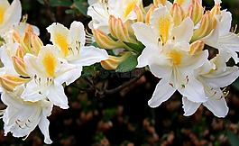 杜鵑,花,開花