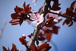 春,性質(zhì),花