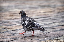 鴿子,動物,鳥