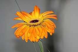 花卉,橙色,黃色