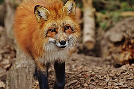 ?？怂?wildpark 地點(diǎn),動(dòng)物