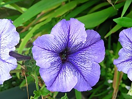 矮牵牛,花,紫色