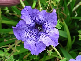 紫色,紫色矮牵牛,花