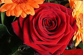 玫瑰,紅色,花