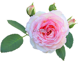 玫瑰,花,花的