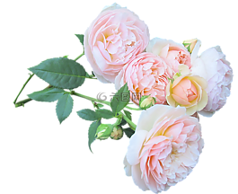玫瑰,花,花束