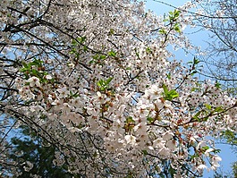 櫻花盛開,春天,天空