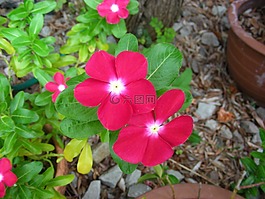 粉紅色,粉紅色的花,夏天