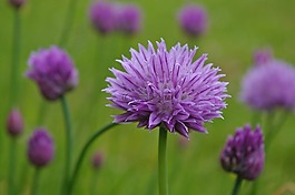韭菜,開花,紫