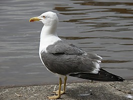 鳥,海鷗,河