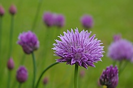 韭菜,開花,紫