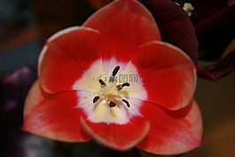 花,紅色,性質(zhì)