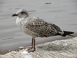 海鷗,小雞,鳥