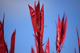 性質(zhì),芽,花園