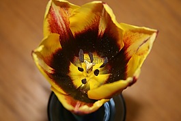 開花,黃色,關(guān)閉