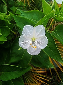 花,綠色,性質(zhì)