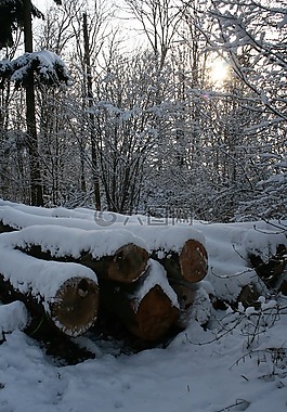 冬天,森林,雪