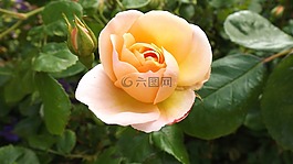 粉色,花,性質(zhì)