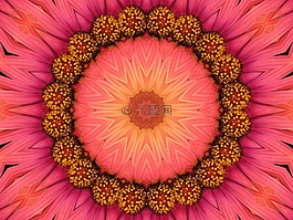 花,自然,植物區(qū)系