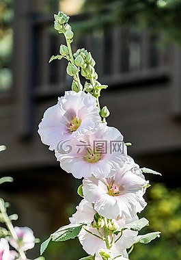 鮮花,花園,羽扇豆