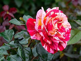 玫瑰,brocéliande,丰花