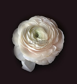 茛,鮮花,白花