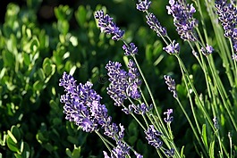 薰衣草,日落,夏天