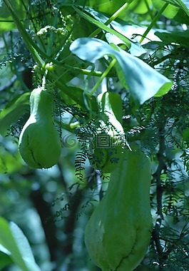 植物區(qū)系,野生,鮮花