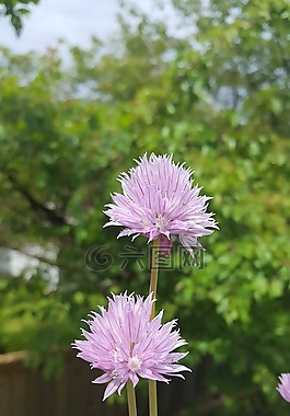 鮮花,香蔥花,夏季