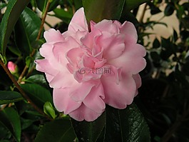 山茶花,粉色山茶花,花