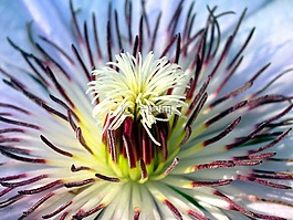 花,黃色,花瓣