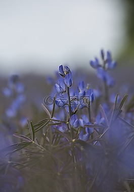 鮮花,植物,性質(zhì)
