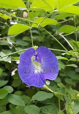 紫色,花,自然