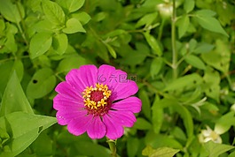 植物區(qū)系,野生,鮮花
