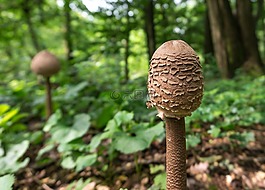 蘑菇,性质,木