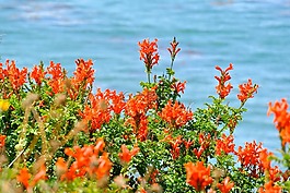 太平洋,鮮花,水