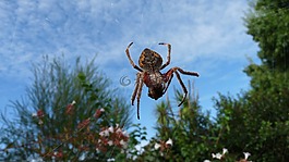 蜘蛛,web,花園