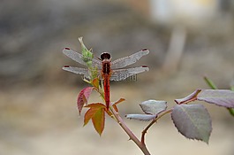 龍飛翔,自然,玫瑰花蕾