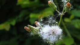 綠色,花,開花
