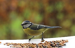 山雀,鳥,性質(zhì)