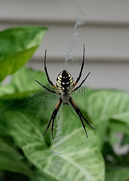 蜘蛛,花園,web