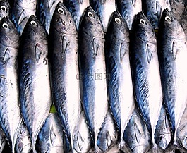 魚(yú),釣魚(yú),海鮮