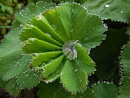 性質(zhì),植物,鮮花