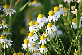 榛果甘菊,草本植物,花
