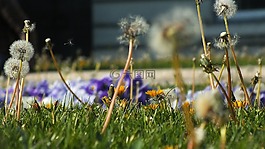 花多,蒲公英,夏天草地