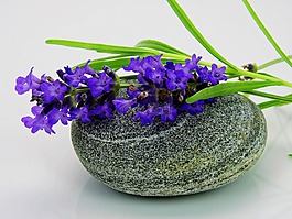 熏衣草,花,紫