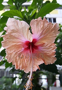 槿,花,熱帶